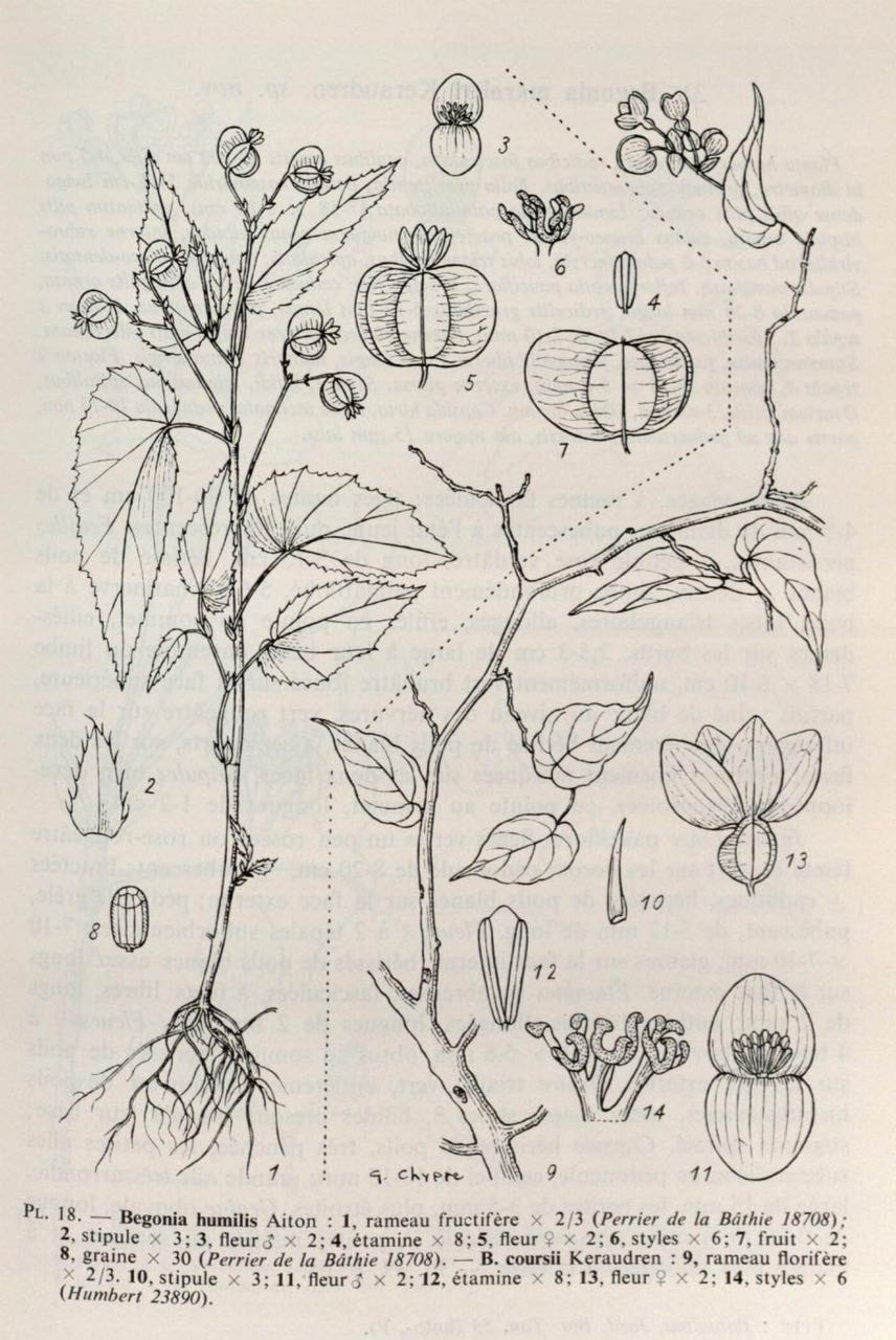 B. coursii